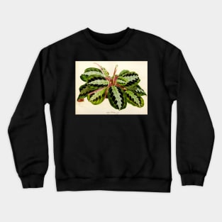 Maranta leuconeura 'Silver Band'- Flore des serres et des jardin de l’Europe - botanical illustration Crewneck Sweatshirt